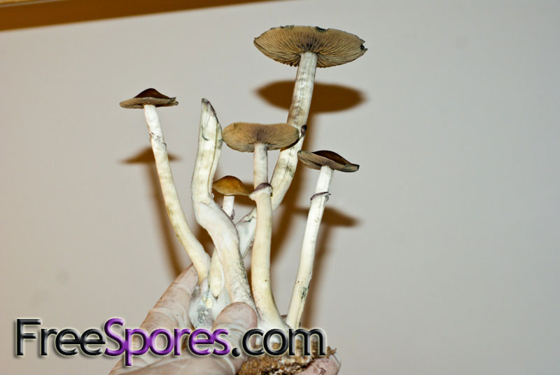 Psilocybe cubensis : Burma Spore Syringe - Click Image to Close