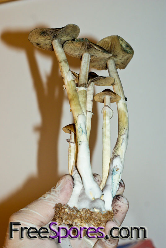 Psilocybe cubensis : Burma Spore Syringe - Click Image to Close