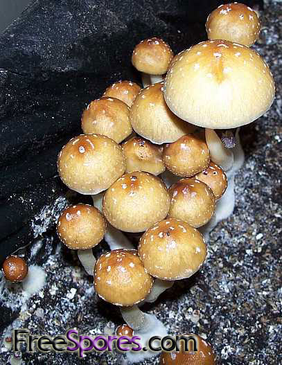 Psilocybe cubensis : Cambodian Spore Syringe - Click Image to Close