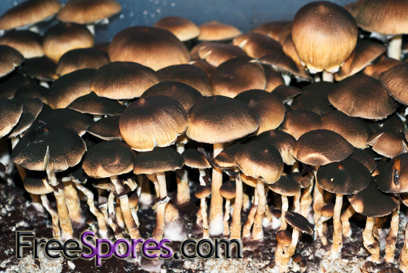 Psilocybe cubensis : Corumba - Brazil Spore Syringe - Click Image to Close