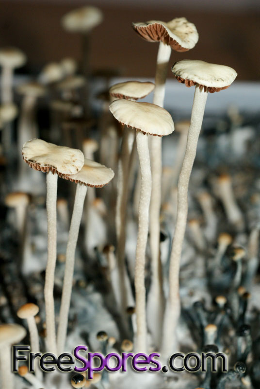 Panaeolus (Copelandia) cyanescens : Australian RedSpore Mutant