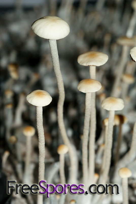 Panaeolus (Copelandia) cyanescens : Australian RedSpore Mutant