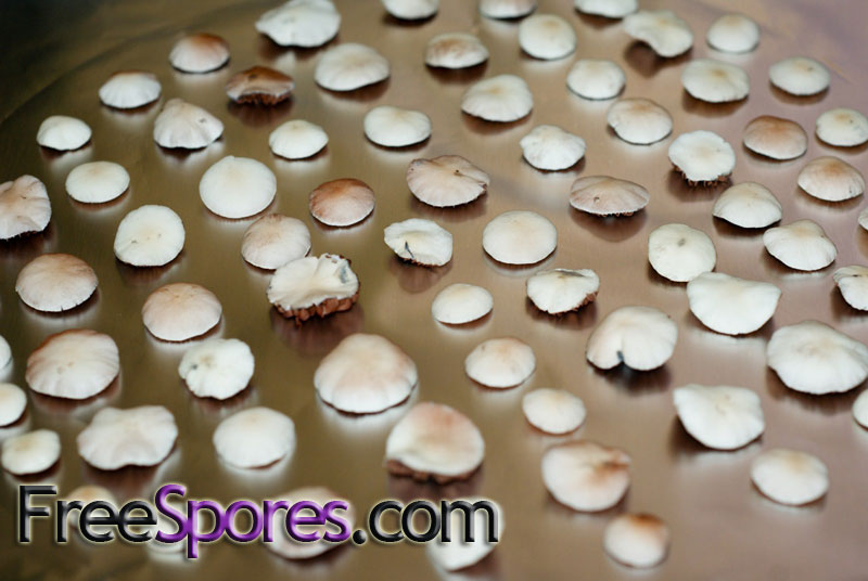 Panaeolus (Copelandia) cyanescens : Australian RedSpore Mutant - Click Image to Close