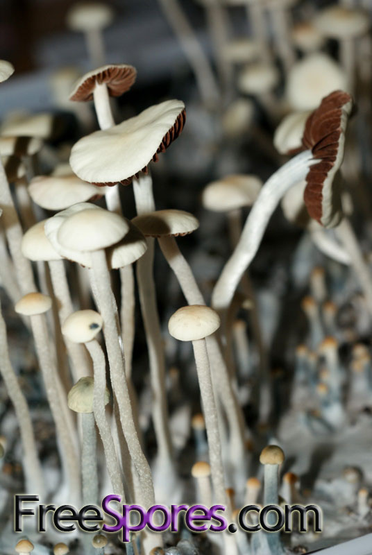 Panaeolus (Copelandia) cyanescens : Australian RedSpore Mutant