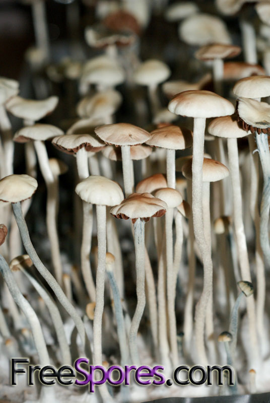 Panaeolus (Copelandia) cyanescens : Australian RedSpore Mutant