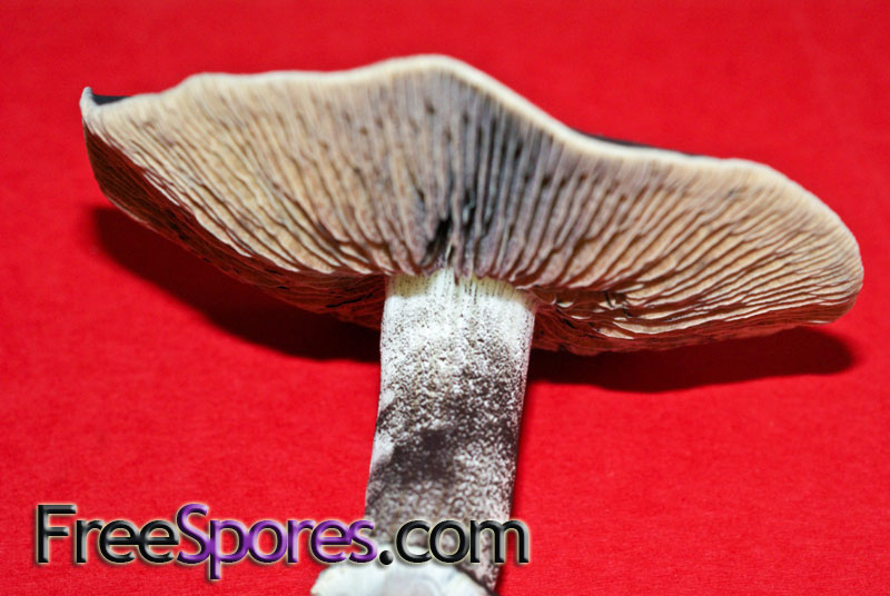 Psilocybe cubensis : Ecuador Spore Syringe - Click Image to Close