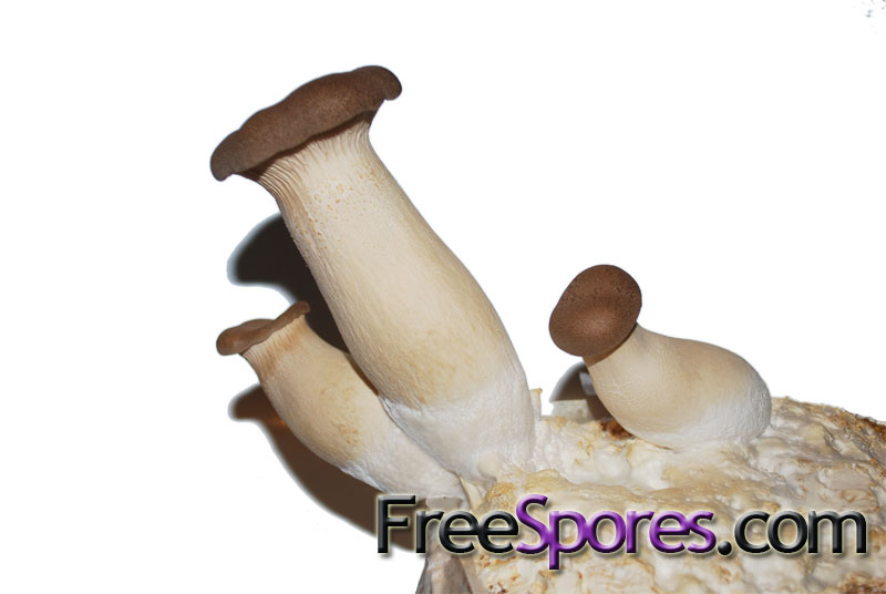 Pleurotus eryngii : King Oyster Mushroom - Click Image to Close