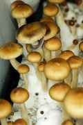 Psilocybe cubensis : Escondido Spore Syringe - Click Image to Close