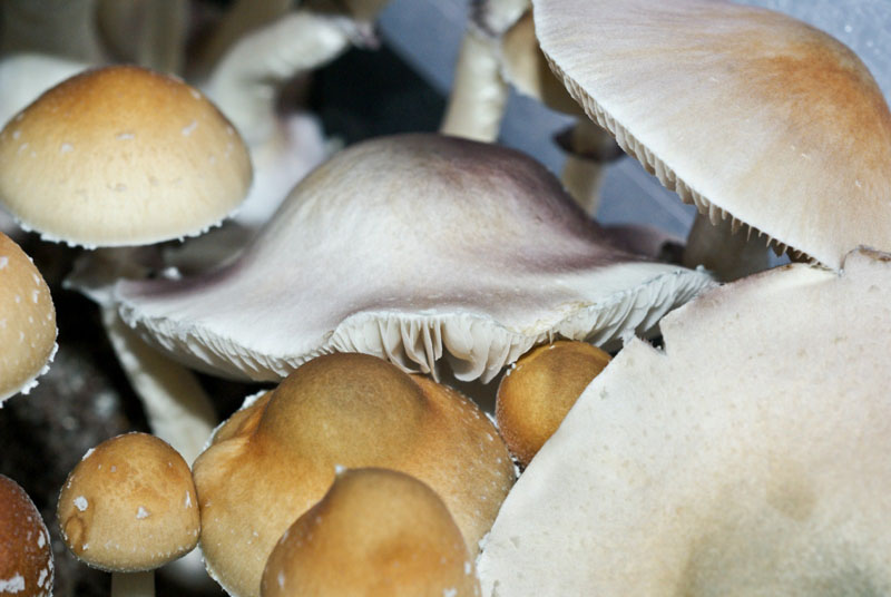 Psilocybe cubensis : Falbino Spore Syringe