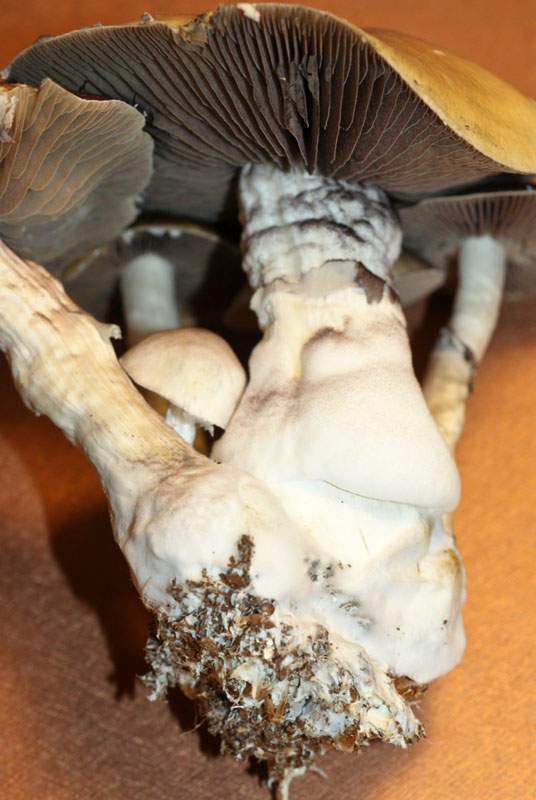 Psilocybe cubensis : Falbino Spore Syringe - Click Image to Close