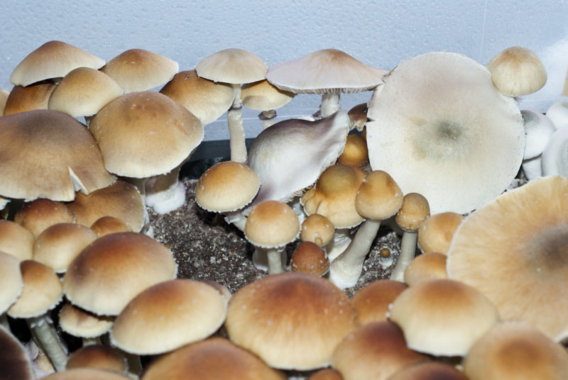 Psilocybe cubensis : Falbino Spore Syringe - Click Image to Close