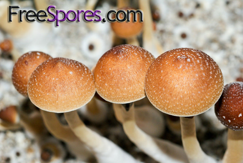 Psilocybe cubensis : Fiji Spore Syringe