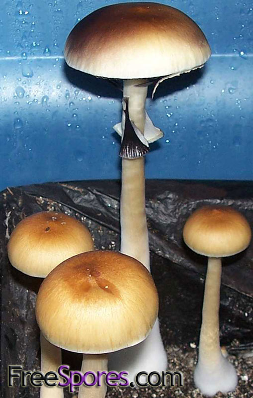 Psilocybe cubensis : Freestone Texas Spore Syringe - Click Image to Close