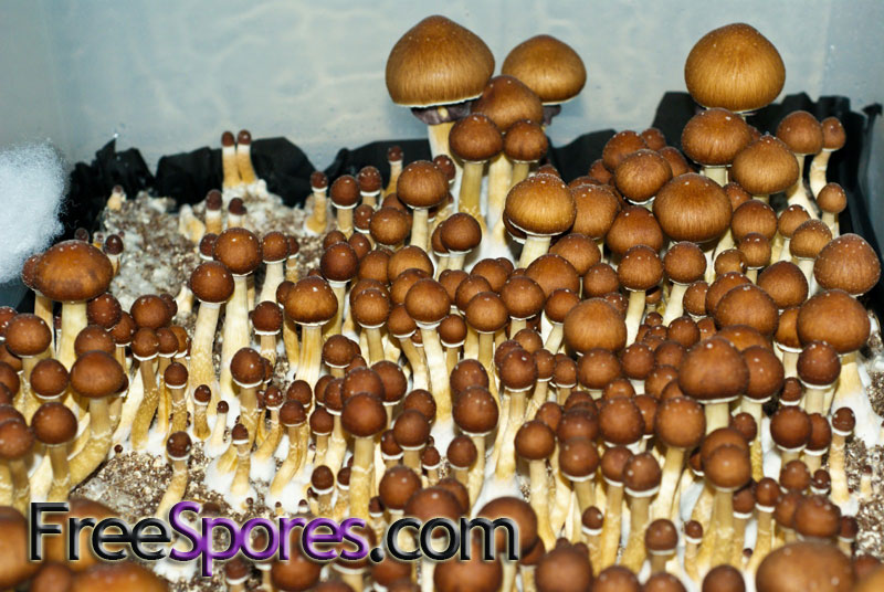 Psilocybe cubensis : Golden Teacher Spore Syringe - Click Image to Close