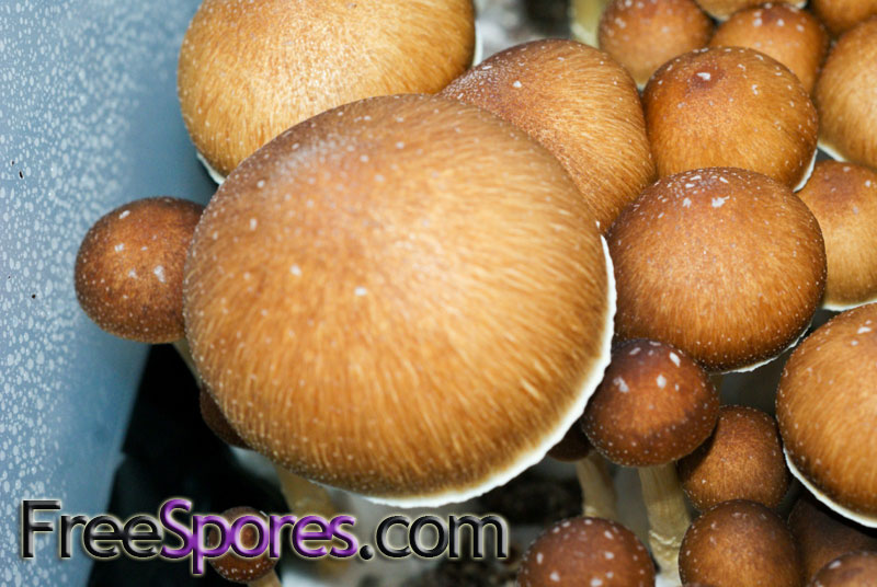 Psilocybe cubensis : Golden Teacher Spore Syringe - Click Image to Close