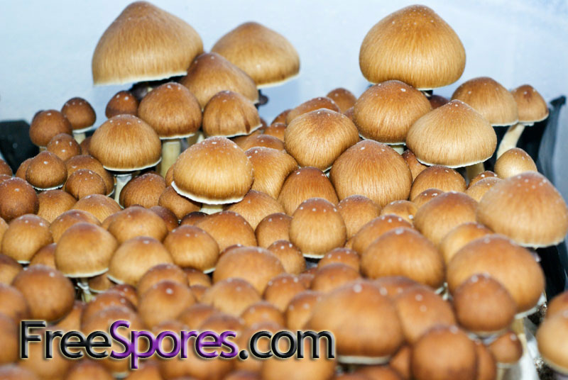 Psilocybe cubensis : Golden Teacher Spore Syringe