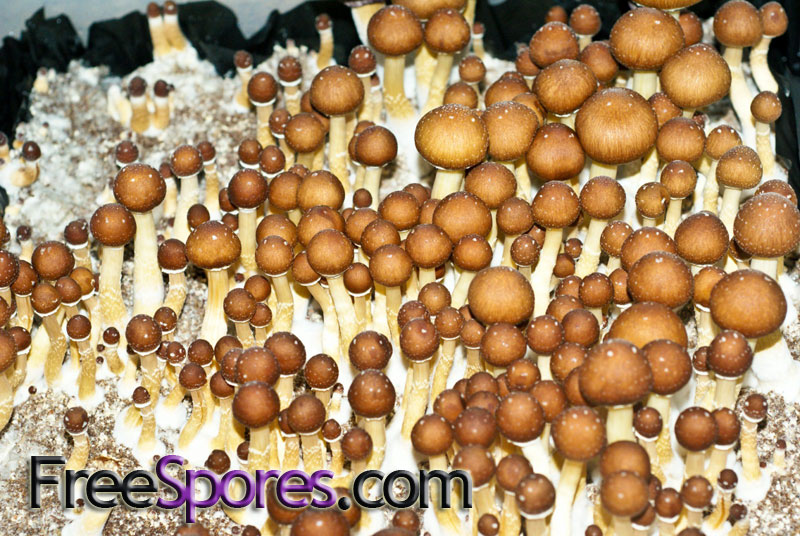 Psilocybe cubensis : Golden Teacher Spore Syringe - Click Image to Close