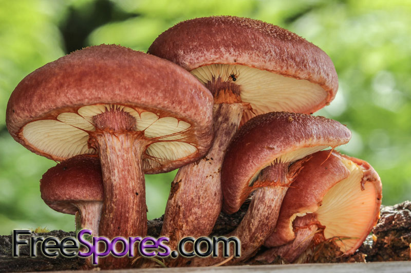 Gymnopilus aeruginosus : PNW Giggling Gym(TM) PRINT - Click Image to Close