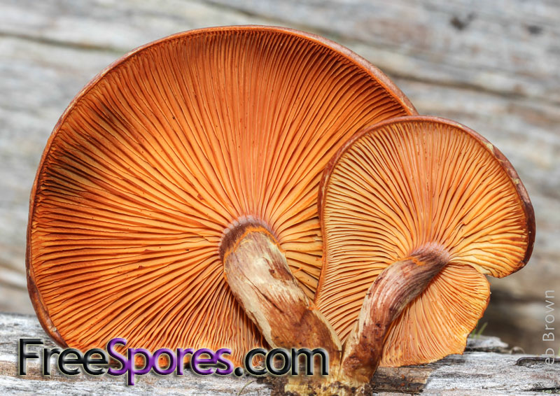 Gymnopilus aeruginosus : PNW Giggling Gym(TM) PRINT - Click Image to Close