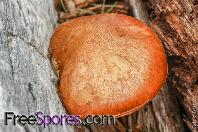 Gymnopilus aeruginosus : PNW Giggling Gym(TM) PRINT - Click Image to Close