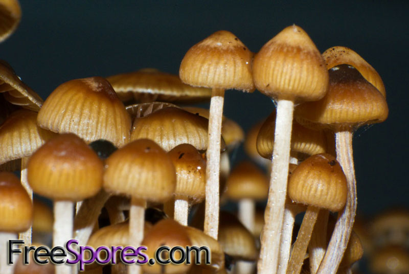 Psilocybe mexicana : Jalisco PRINT - Click Image to Close