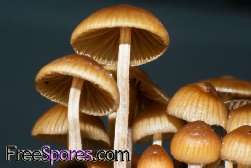 Psilocybe mexicana : Jalisco PRINT - Click Image to Close