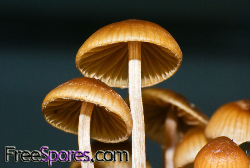 Psilocybe mexicana : Jalisco PRINT - Click Image to Close