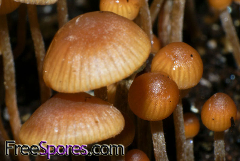 Psilocybe mexicana : Jalisco PRINT - Click Image to Close