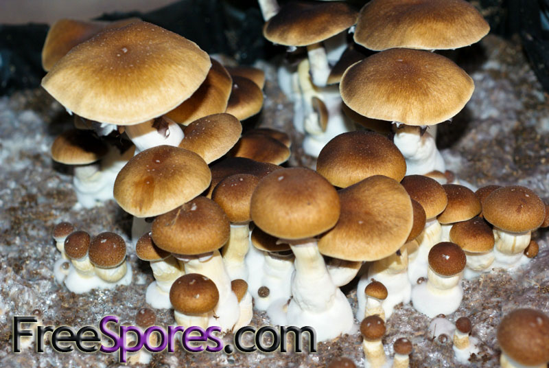 Psilocybe cubensis : Koh Samui Super Spore Syringe