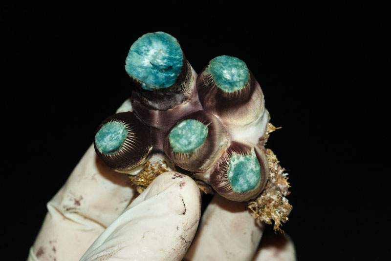 Psilocybe cubensis : Koh Samui Super Spore Syringe - Click Image to Close