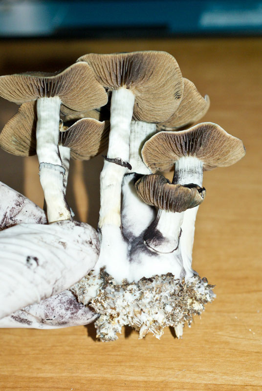 Psilocybe cubensis : Koh Samui Super Spore Syringe - Click Image to Close