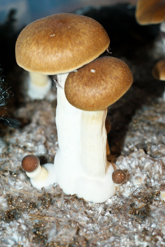 Psilocybe cubensis : Koh Samui Super Spore Syringe - Click Image to Close