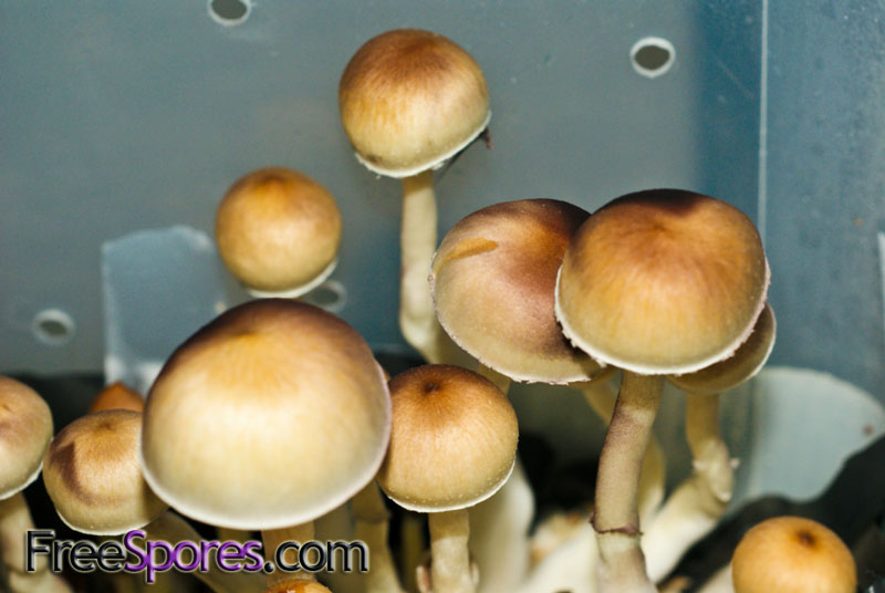 Psilocybe cubensis : Lizard King Spore Syringe