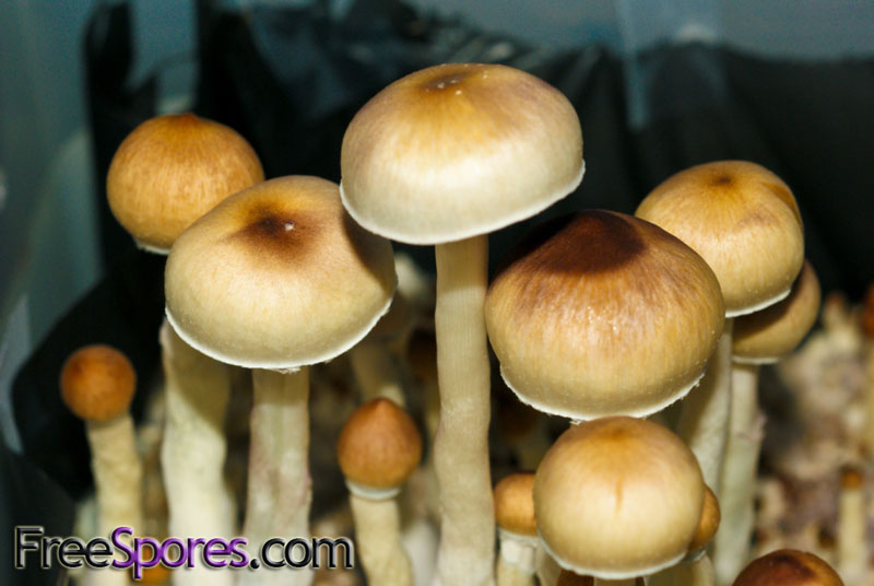 Psilocybe cubensis : Lizard King Spore Syringe - Click Image to Close