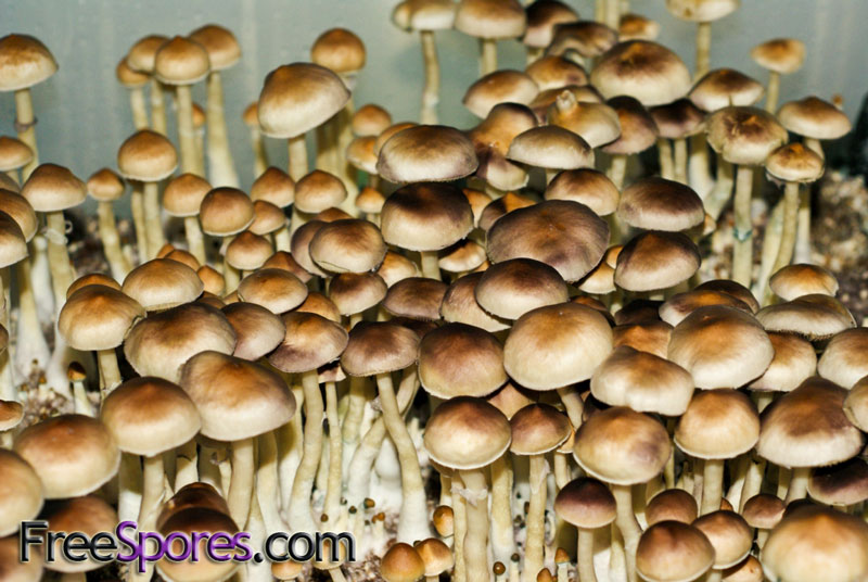 Psilocybe cubensis : Lizard King Spore Syringe