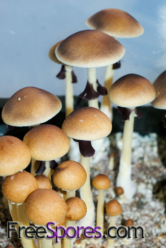 Psilocybe cubensis : Martinique Spore Syringe - Click Image to Close