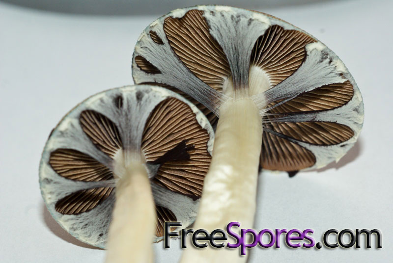 Psilocybe cubensis : Martinique Spore Syringe