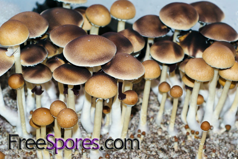 Psilocybe cubensis : Martinique Spore Syringe - Click Image to Close