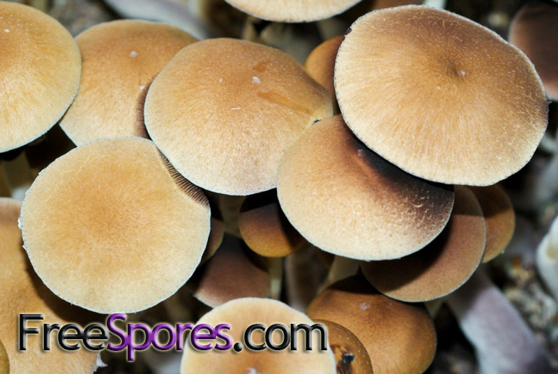 Psilocybe cubensis : Martinique Spore Syringe