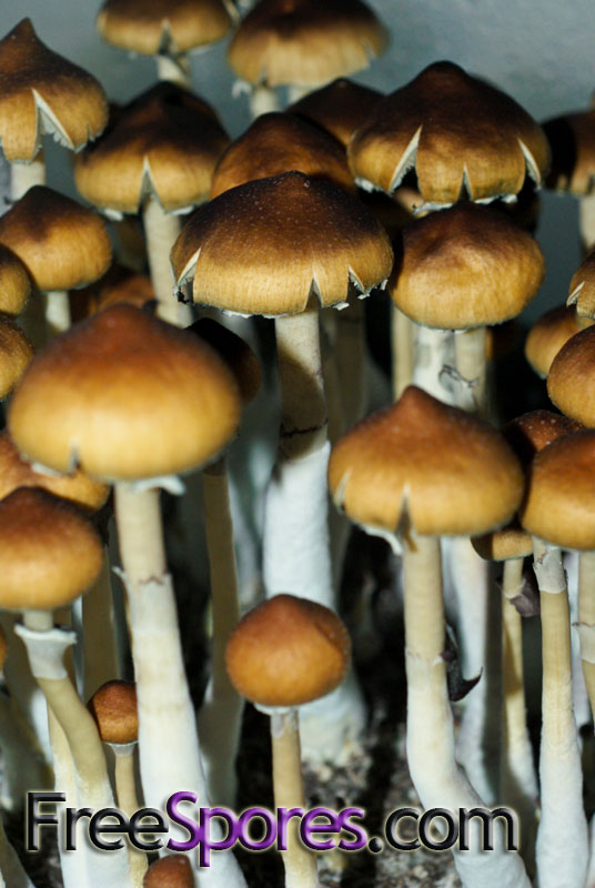 Psilocybe cubensis : Menace Spore Syringe