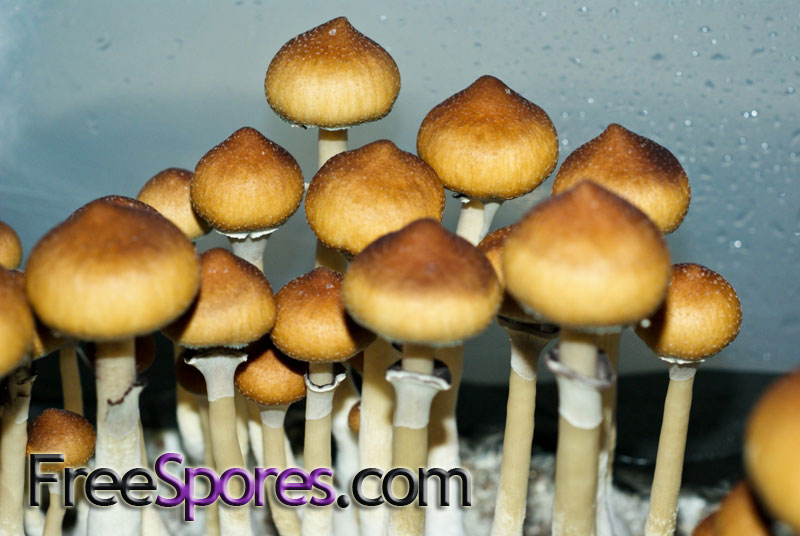 Psilocybe cubensis : Menace Spore Syringe