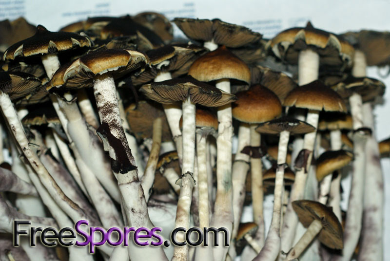 Psilocybe cubensis : Menace Spore Syringe