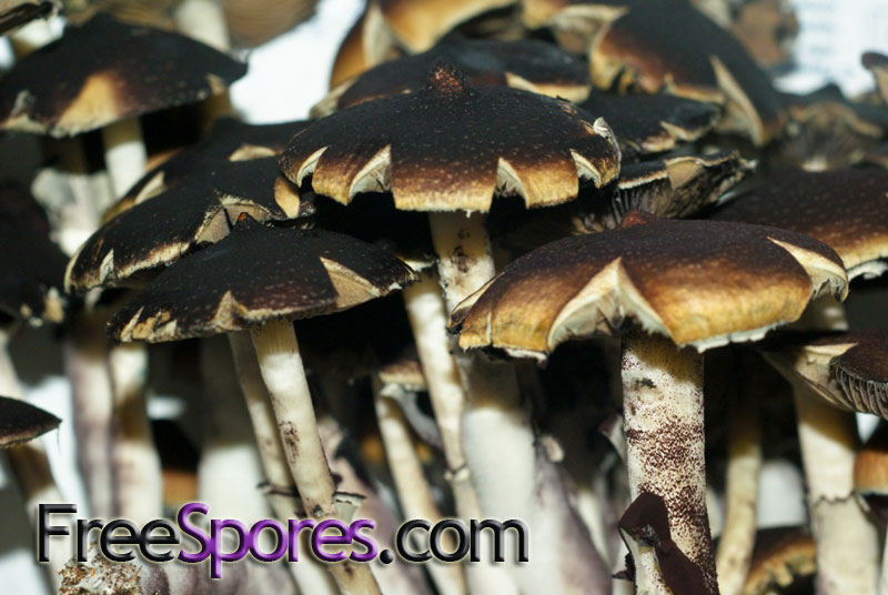 Psilocybe cubensis : Menace Spore Syringe