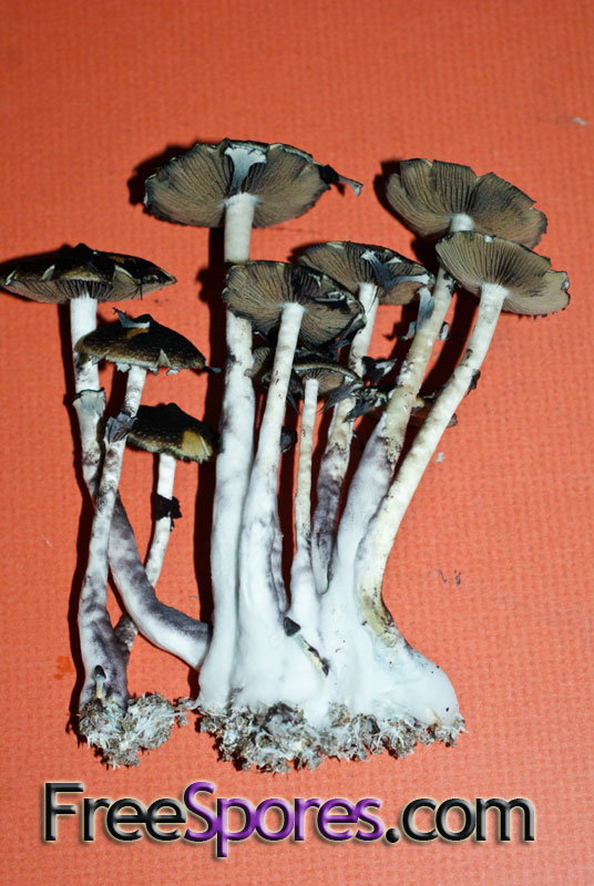 Psilocybe cubensis : Menace Spore Syringe - Click Image to Close