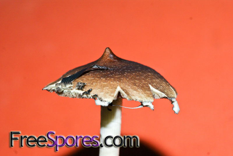 Psilocybe cubensis : Menace Spore Syringe