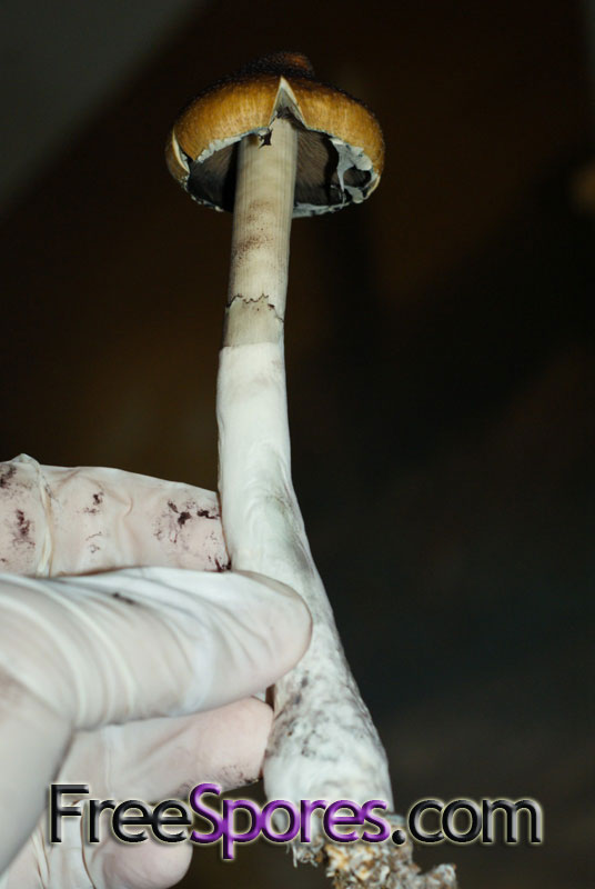 Psilocybe cubensis : Menace Spore Syringe - Click Image to Close