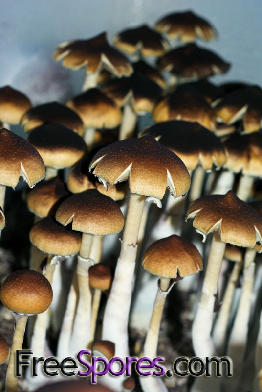 Psilocybe cubensis : Menace Spore Syringe