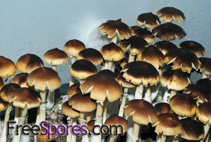 Psilocybe cubensis : Menace Spore Syringe