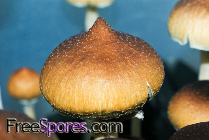 Psilocybe cubensis : Menace Spore Syringe