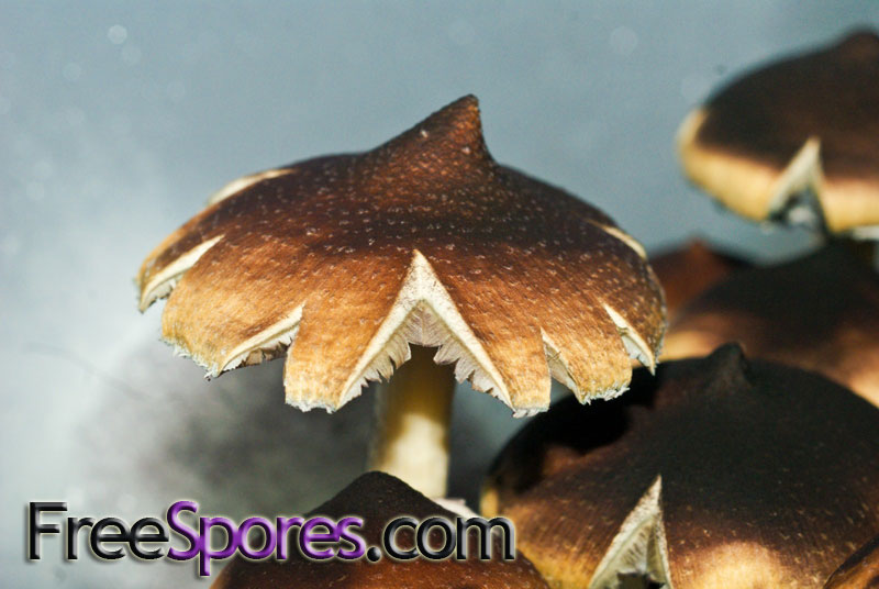 Psilocybe cubensis : Menace Spore Syringe